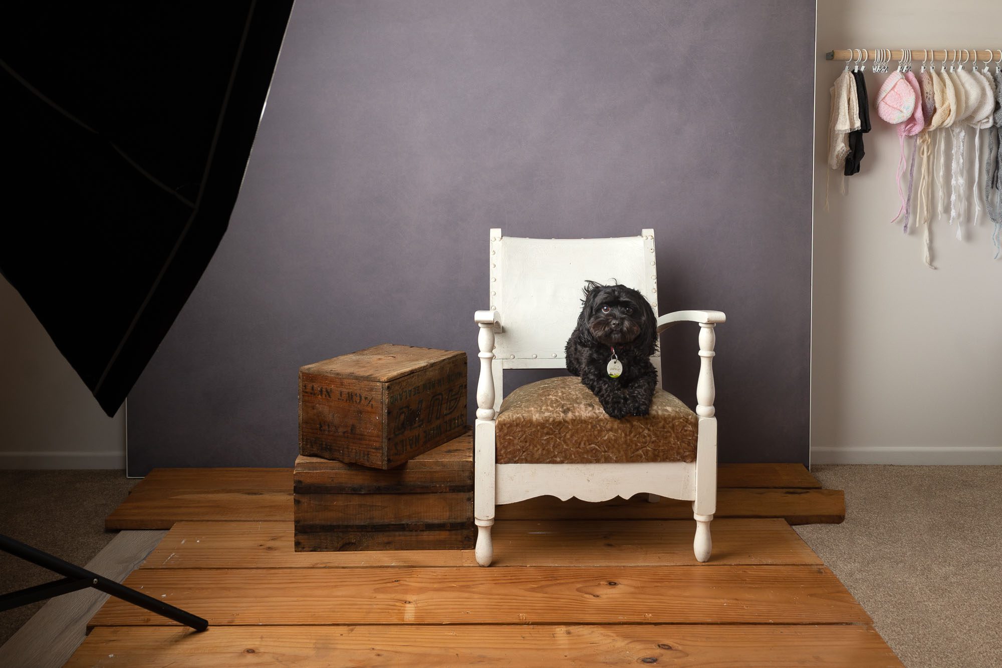 auckland photography studio by auckland photographer siobhan kelly photography